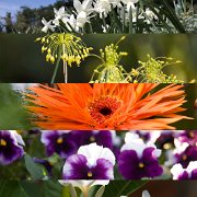 KarteBlumen2 600x400