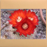 Blumen